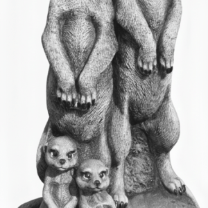 Suricatos familia
